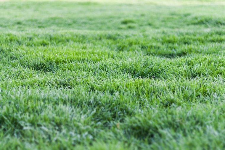 Bringing Life Back to a Neglected Lawn